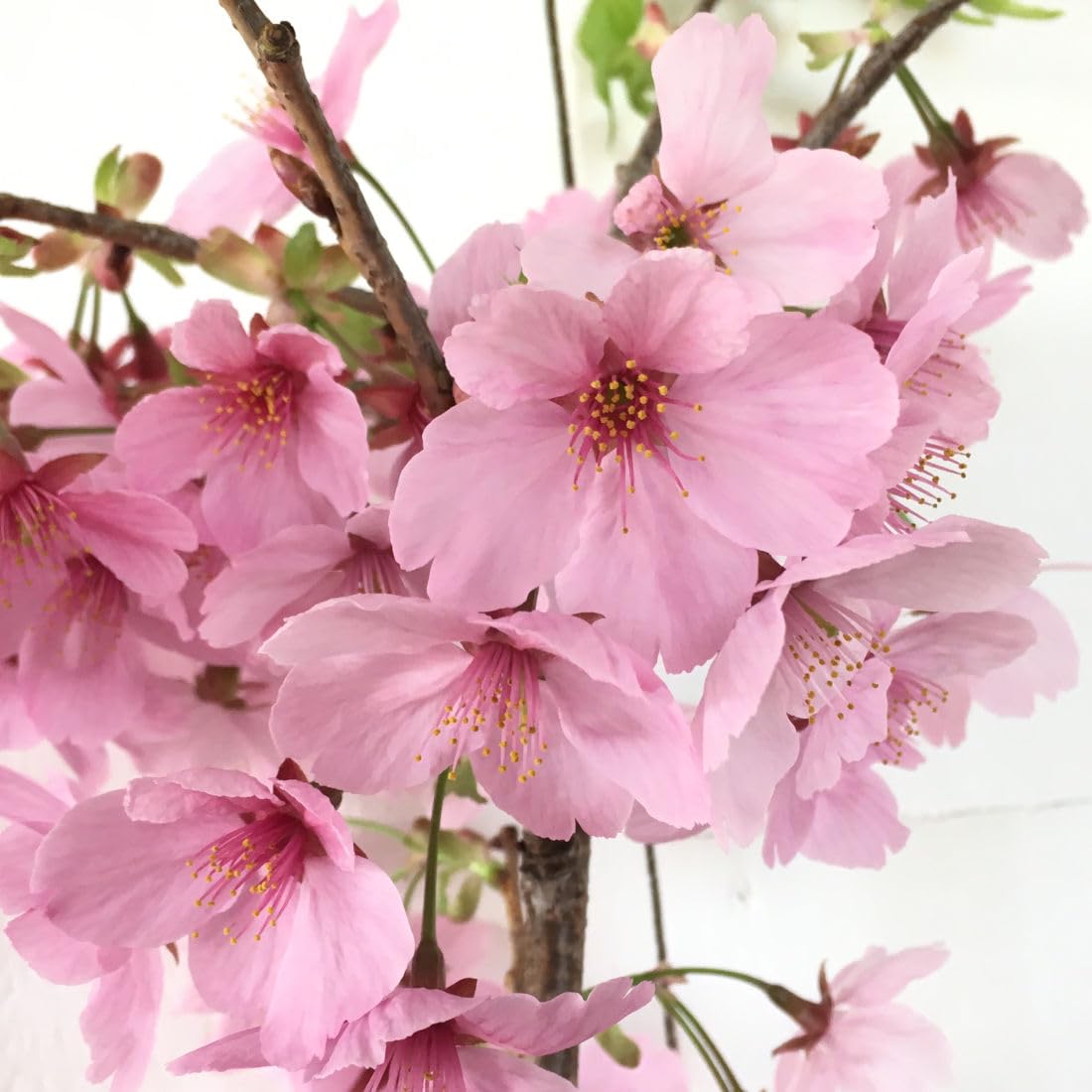 Amazon.co.jp: 桜 苗木 陽光桜 12cmロングポット苗 ようこうざくら